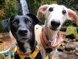 Lux Canina