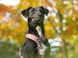 Lux Canina