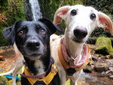 Lux Canina