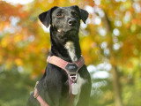 Lux Canina