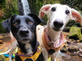 Lux Canina