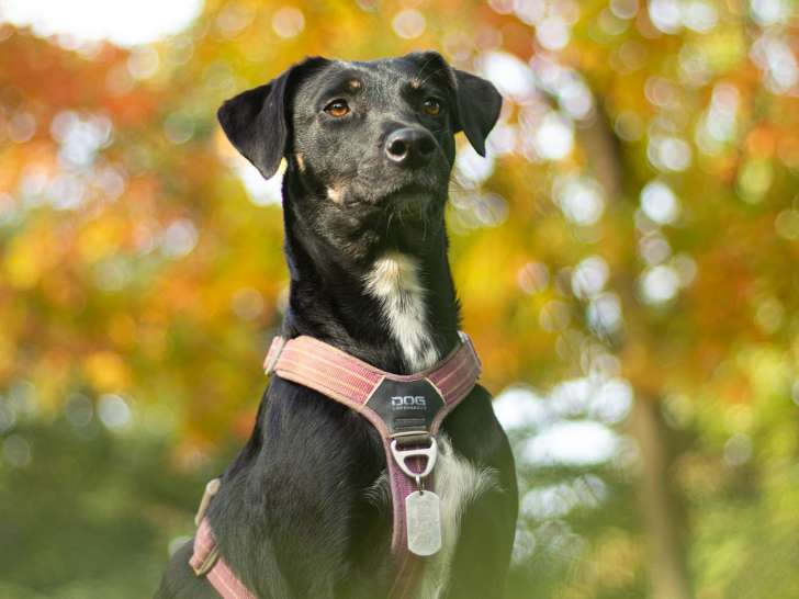 Lux Canina