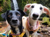 Lux Canina