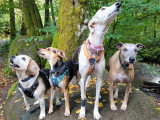 Lux Canina