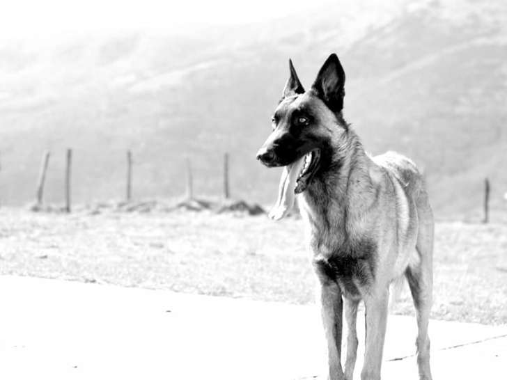Dog'z Way