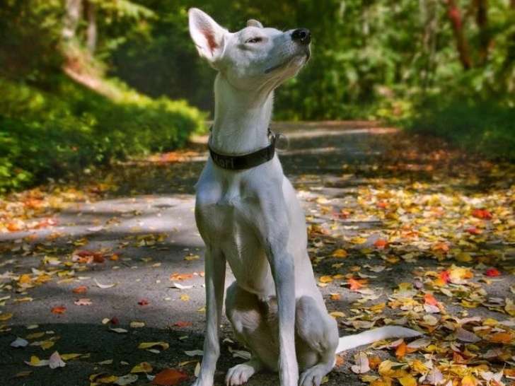 Truc de Woof