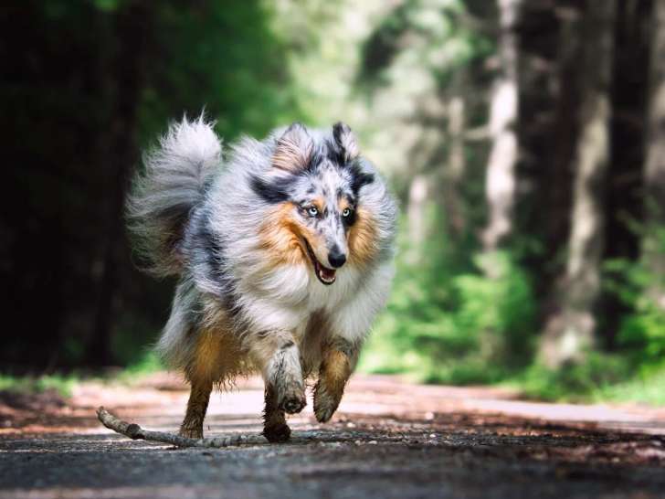 Truc de Woof