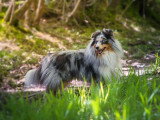 Truc de Woof