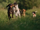 Terre de Woof
