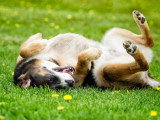 Terre de Woof