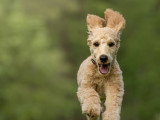 Terre de Woof