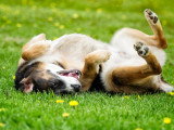 Terre de Woof