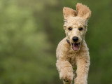 Terre de Woof
