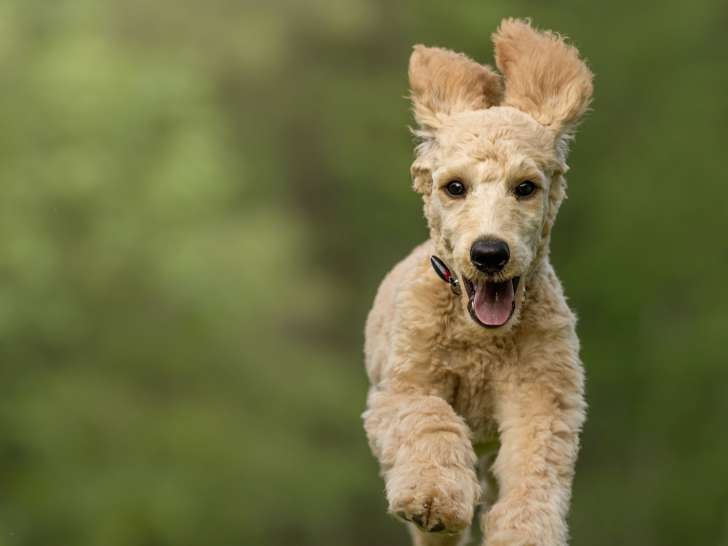 Terre de Woof