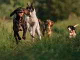 Terre de Woof