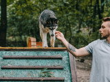 Terre de Woof