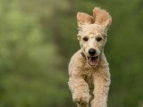 Terre de Woof