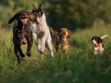 Terre de Woof