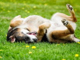 Terre de Woof