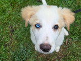 Espoir Canin