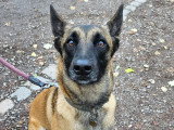 Espoir Canin