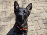 Espoir Canin
