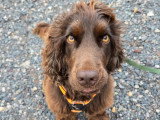 Espoir Canin
