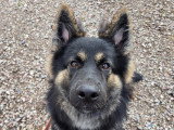 Espoir Canin