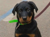 Espoir Canin