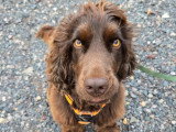 Espoir Canin