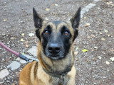 Espoir Canin
