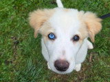Espoir Canin