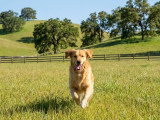 Espoir Canin