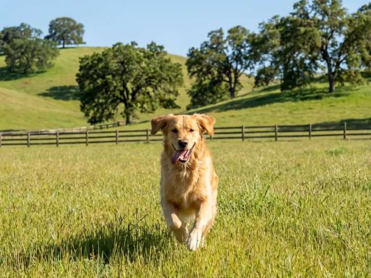 Espoir Canin