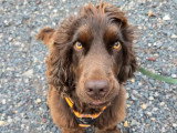 Espoir Canin