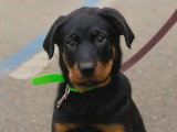 Espoir Canin