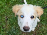 Espoir Canin