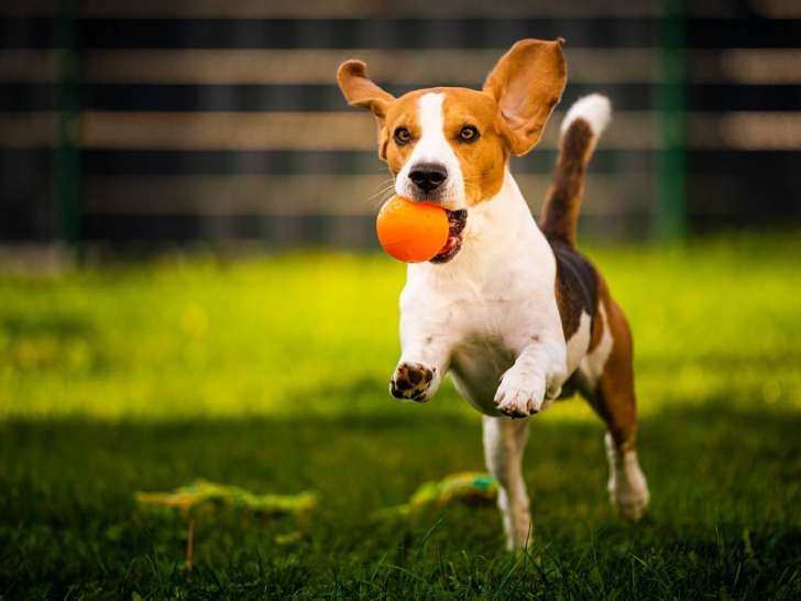 Dogmicile