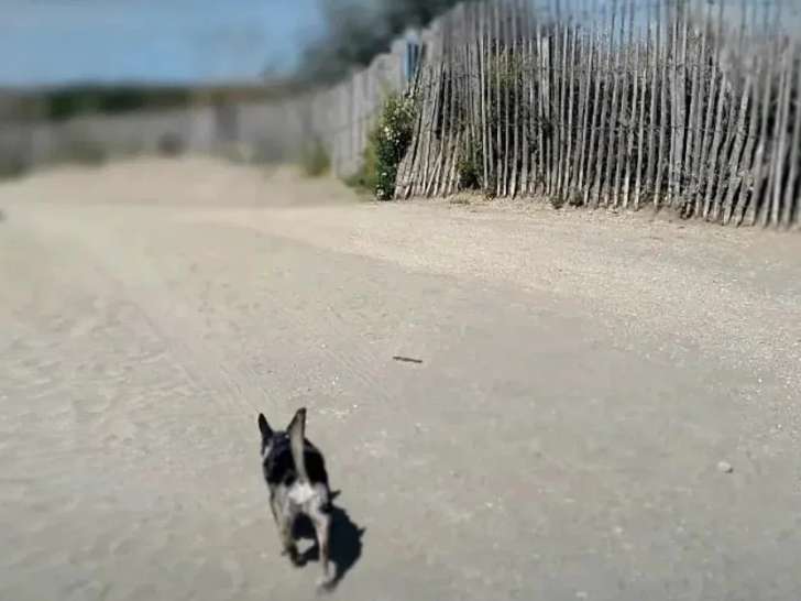 DoggyCat Compagnie
