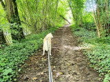 DoggyCat Compagnie