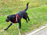 DoggyCat Compagnie