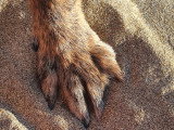 DoggyCat Compagnie
