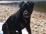 DoggyCat Compagnie