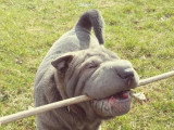 DoggyCat Compagnie