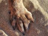 DoggyCat Compagnie