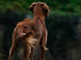 Yes We Dog