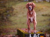 Yes We Dog