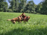Yes We Dog