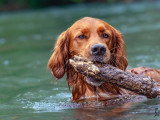Yes We Dog