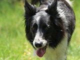 Cani Cadence